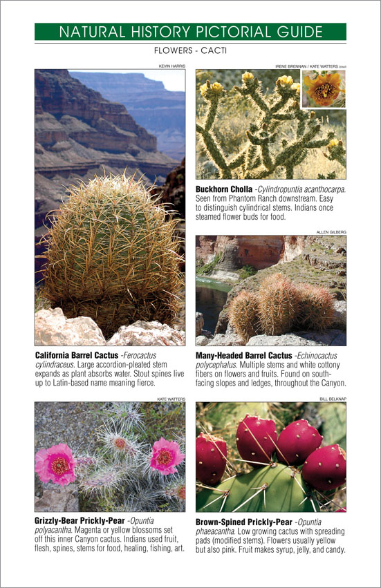 Grand Canyon River Guide - National History - Cactus